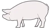 white pig icon