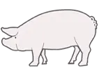 Duroc / White pig